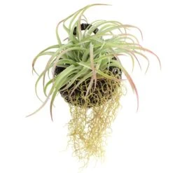 Artificial Hanging Grass In Black Hanging Wall Basket -Home Decor Shop 1000183204 alt03