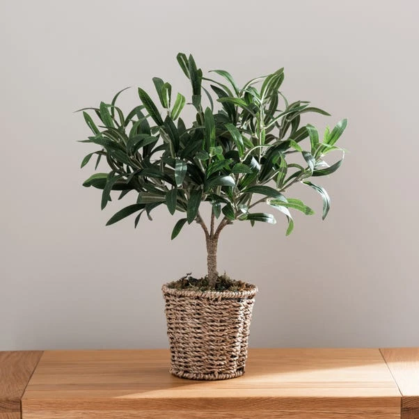 Churchgate Artificial Small Olive Tree In Woven Plant Pot 5 Churchgate Artificial Small Olive Tree In Woven Plant Pot - Image 5