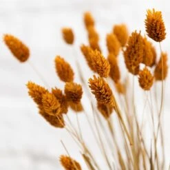 Dried Phalaris Bouquet 29 Dried Phalaris Bouquet -Home Decor Shop 30747117 alt03