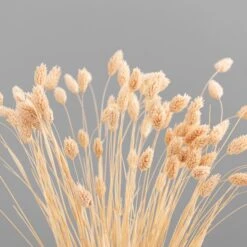 Dried Phalaris Bouquet 24 Dried Phalaris Bouquet -Home Decor Shop 30747118 alt04