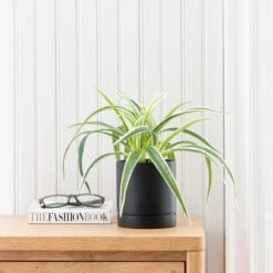 Artificial Spider Plant In Black Cement Plant Pot