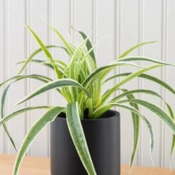 Artificial Spider Plant In Black Cement Plant Pot -Home Decor Shop 30796533 alt02
