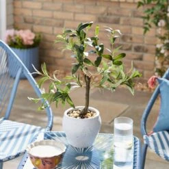 Artificial Olive Tree In White Cement Pot