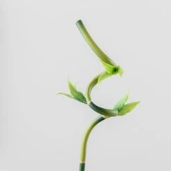 Artificial Lucky Bamboo Stem -Home Decor Shop 30864041 alt02