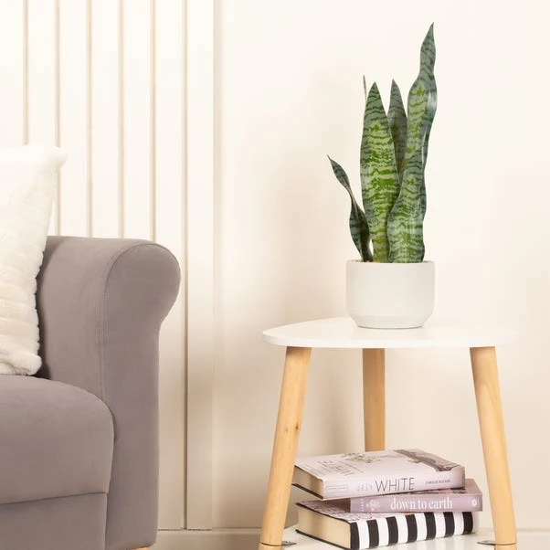 Artificial Sansevieria Plant In Cream Cement Plant Pot 1 Artificial Sansevieria Plant In Cream Cement Plant Pot