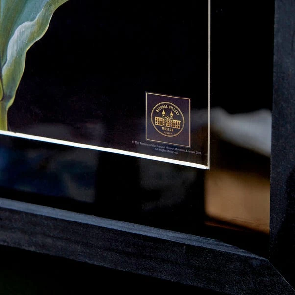 Tulip Framed Print 3 Tulip Framed Print - Image 3