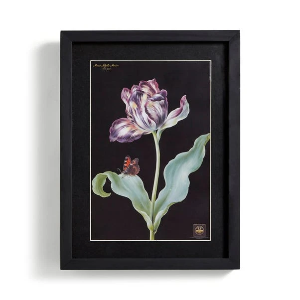 Tulip Framed Print 4 Tulip Framed Print - Image 4