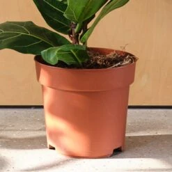 Fiddle Leaf Fig House Plant -Home Decor Shop 30875269 alt02