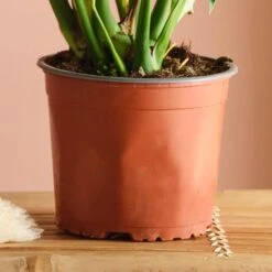 Swiss Cheese House Plant -Home Decor Shop 30875279 alt02