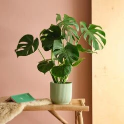 Swiss Cheese House Plant In Elho Pot -Home Decor Shop 30875282