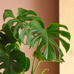 Swiss Cheese House Plant In Elho Pot -Home Decor Shop 30875283 alt01