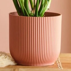 Swiss Cheese House Plant In Elho Pot -Home Decor Shop 30875283 alt02