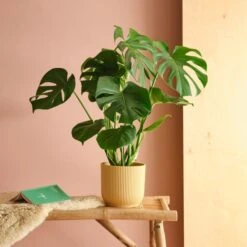 Swiss Cheese House Plant In Elho Pot -Home Decor Shop 30875284