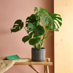 Swiss Cheese House Plant In Capri Pot -Home Decor Shop 30875286