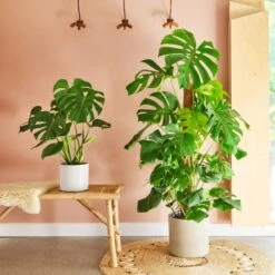 Swiss Cheese House Plant In Capri Pot -Home Decor Shop 30875286 alt03