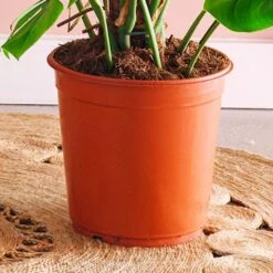 Swiss Cheese House Plant -Home Decor Shop 30875293 alt02