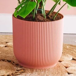 Swiss Cheese House Plant In Elho Pot -Home Decor Shop 30875296 alt02