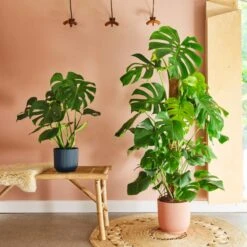 Swiss Cheese House Plant In Elho Pot -Home Decor Shop 30875296 alt03