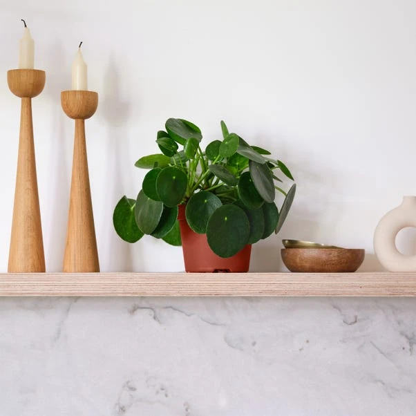 Chinese Money House Plant 1 Chinese Money House Plant