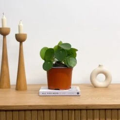 Chinese Money House Plant 9 Chinese Money House Plant -Home Decor Shop 30875523 alt03