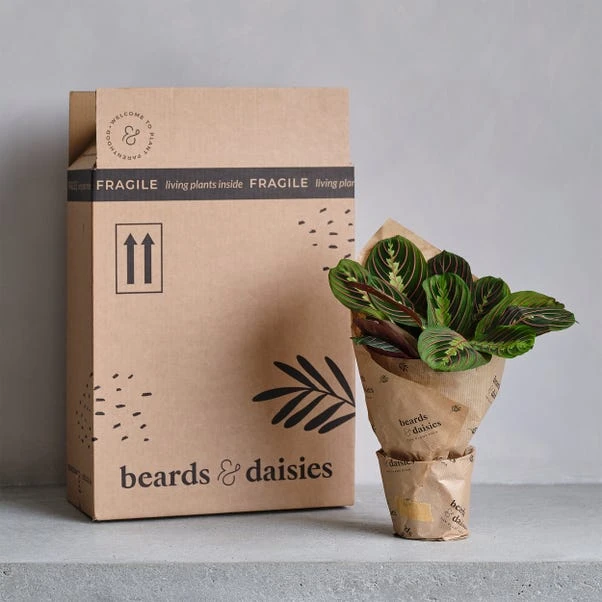 Chinese Money House Plant 5 Chinese Money House Plant - Image 5