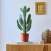 Cowboy Cactus House Plant