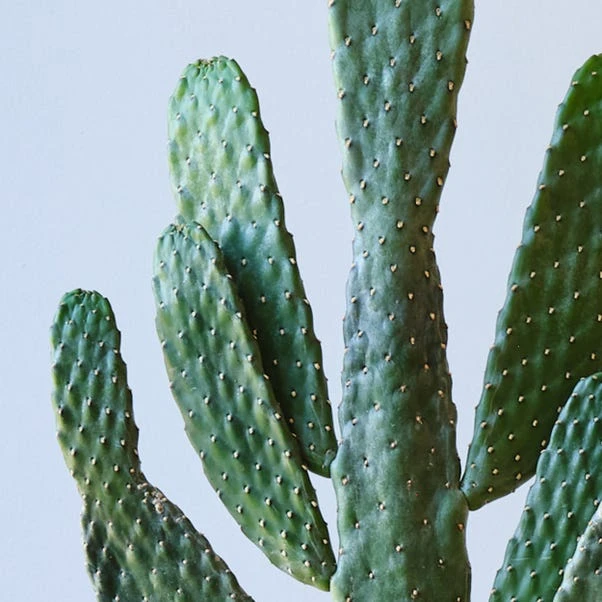 Cowboy Cactus House Plant 2 Cowboy Cactus House Plant - Image 2