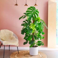 Swiss Cheese House Plant In Capri Pot -Home Decor Shop 30876006