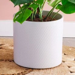 Swiss Cheese House Plant In Capri Pot -Home Decor Shop 30876006 alt02