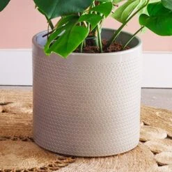 Swiss Cheese House Plant In Capri Pot -Home Decor Shop 30876008 alt02