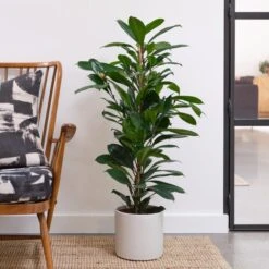 African Fig House Plant In Capri Pot -Home Decor Shop 30876036