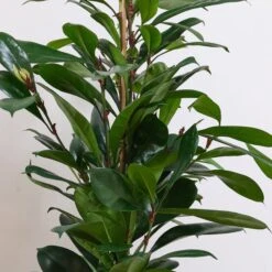 African Fig House Plant In Capri Pot -Home Decor Shop 30876036 alt01