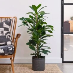 African Fig House Plant In Capri Pot -Home Decor Shop 30876037