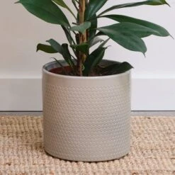 African Fig House Plant In Capri Pot -Home Decor Shop 30876038 alt02