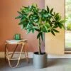 Artificial Money Tree