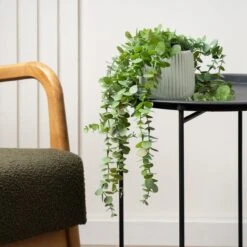 Artificial Trailing Eucalyptus In Black Plastic Plant Pot