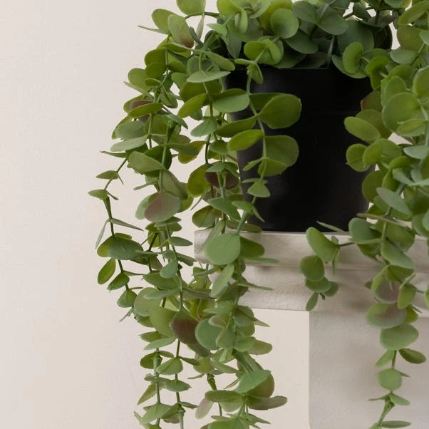 Artificial Trailing Eucalyptus In Black Plastic Plant Pot 3 Artificial Trailing Eucalyptus In Black Plastic Plant Pot - Image 3