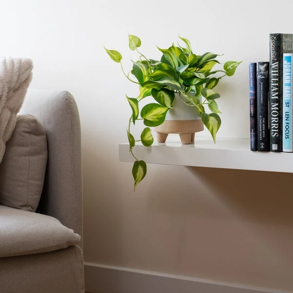 Artificial Real Touch Trailing Silver Vine In Black Plastic Plant Pot 2 Artificial Real Touch Trailing Silver Vine In Black Plastic Plant Pot - Image 2