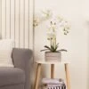 Artificial White Phalaenopsis Orchid In Taupe Ceramic Plant Pot