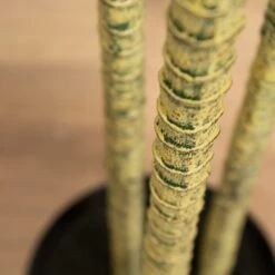 Artificial Yucca Tree In Black Plastic Plant Pot -Home Decor Shop 30913562 alt02