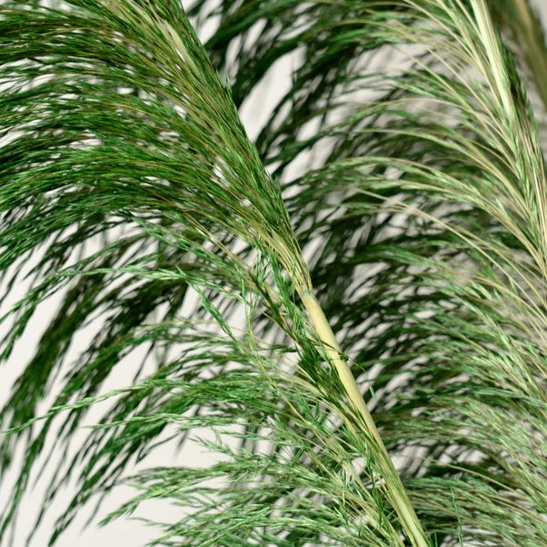 Dried Pampas Grass Bundle 4 Dried Pampas Grass Bundle - Image 4