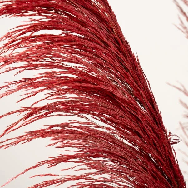 Dried Pampas Grass Bundle 2 Dried Pampas Grass Bundle - Image 2