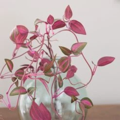 Artificial Tradescantia Vine Stem 8 Artificial Tradescantia Vine Stem -Home Decor Shop 30918298 alt02