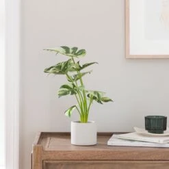 Artificial Cheese Plant In White Cement Plant Pot