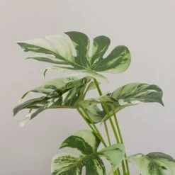 Artificial Cheese Plant In White Cement Plant Pot -Home Decor Shop 30918336 alt02