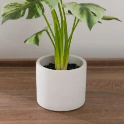 Artificial Cheese Plant In White Cement Plant Pot -Home Decor Shop 30918336 alt03