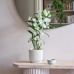 Dendrobium Bamboo Orchid House Plant In Vibes Pot 20 Dendrobium Bamboo Orchid House Plant In Vibes Pot -Home Decor Shop 30920698