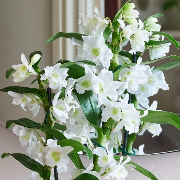 Dendrobium Bamboo Orchid House Plant In Vibes Pot 6 Dendrobium Bamboo Orchid House Plant In Vibes Pot - Image 6