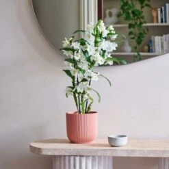 Dendrobium Bamboo Orchid House Plant In Vibes Pot 28 Dendrobium Bamboo Orchid House Plant In Vibes Pot -Home Decor Shop 30920699