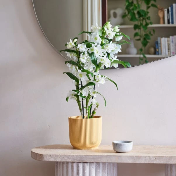 Dendrobium Bamboo Orchid House Plant In Vibes Pot 1 Dendrobium Bamboo Orchid House Plant In Vibes Pot